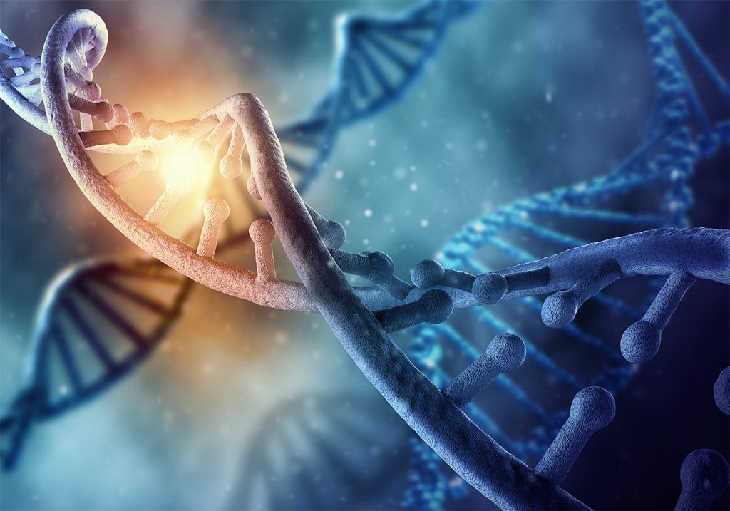 The MTHFR gene is responsible for providing instructions for your body to make MTHFR protein